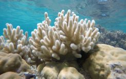 Corail 